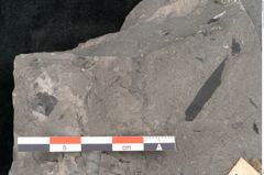 Foto (Detailansicht) von Asterocarpus meriani Br. (NHMW-GEO-2024-0188-10498)